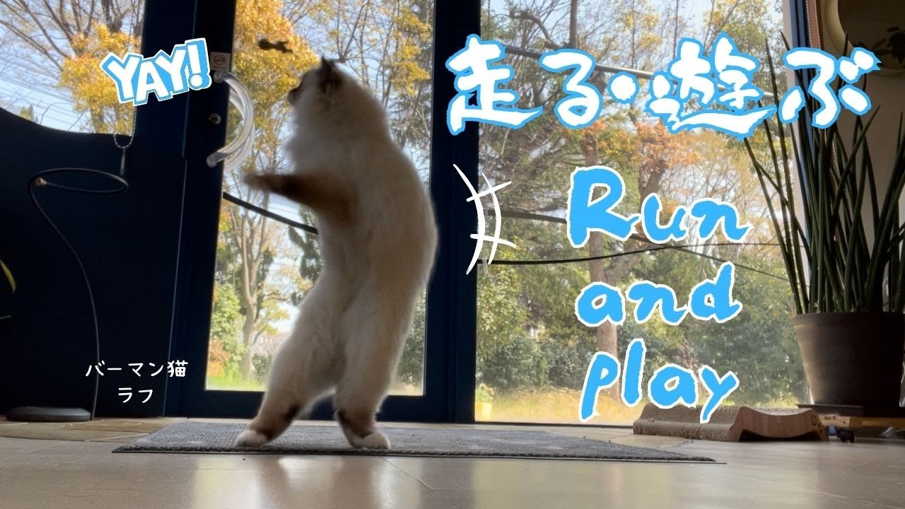バーマン猫ガブとラフとウリとミカ【走る・遊ぶ】Run and play（バーマン猫）Birman/Cat