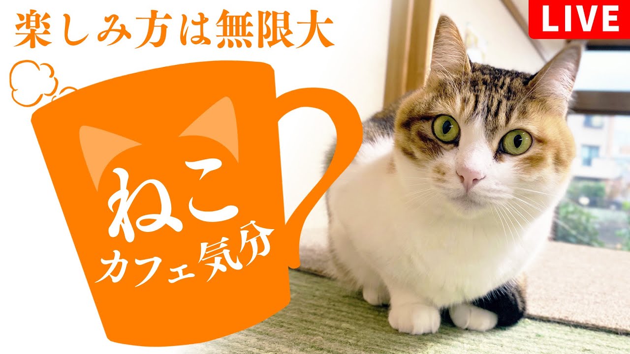 💖【看板猫日本一のおもち】💖２階猫のお部屋ライブ配信中💖