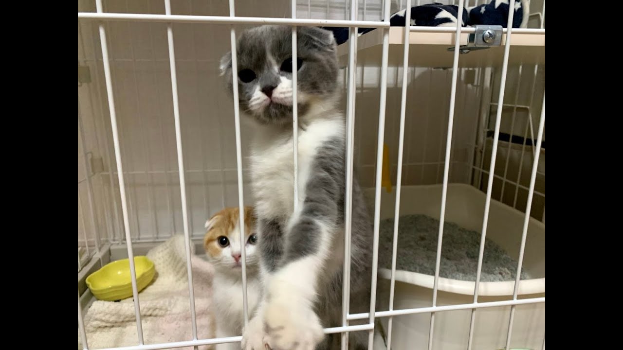 ２匹のスコティッシュフォールドの子猫がやって来ました！　Scottish Fold kittens have arrived!　day1 part1