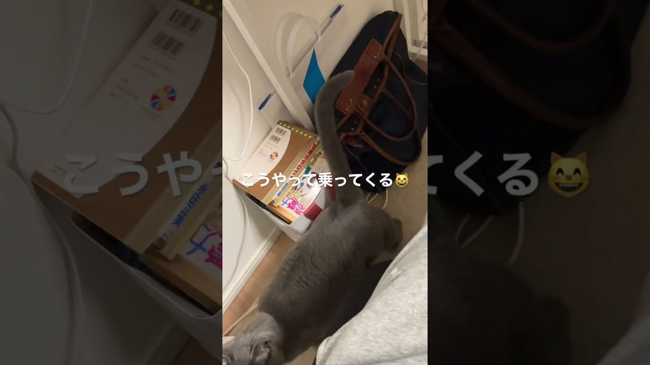 いつもこうやって乗ってくる😸#russianblue #ねこ #ロシアンブルー #ねこのいる生活 #猫動画 #cat #かわいい #猫