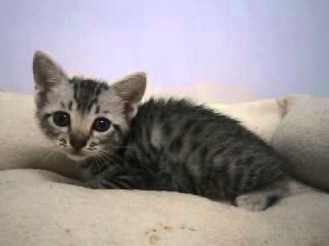 ペットショップＣｏｏ＆ＲＩＫＵ　エジプシャンマウ　Ｎｏ248503