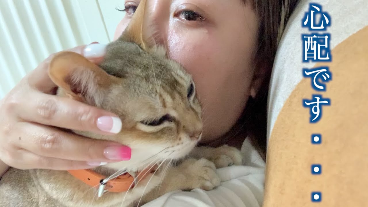 【12歳の猫】突然の硬直にパニック！！