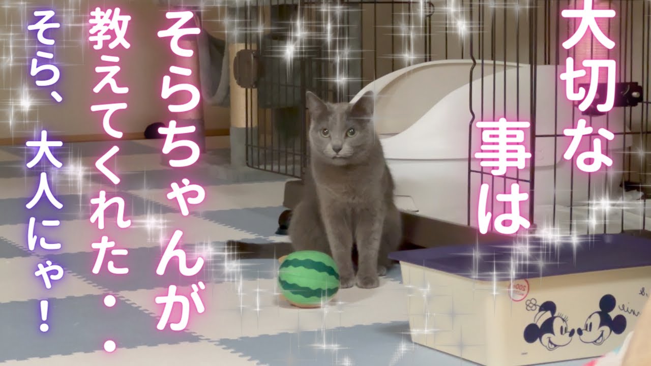 試合に負けて勝負に勝つ猫（ロシアンブルー）