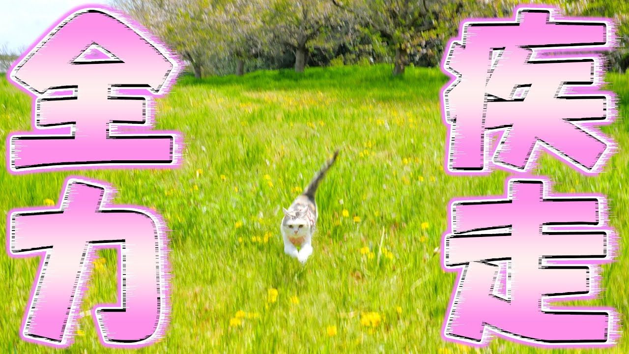 風よりも速くパパの元へ駆け寄る三毛猫ネコ吉！お花見散歩でウッキウキ🐈🎵
