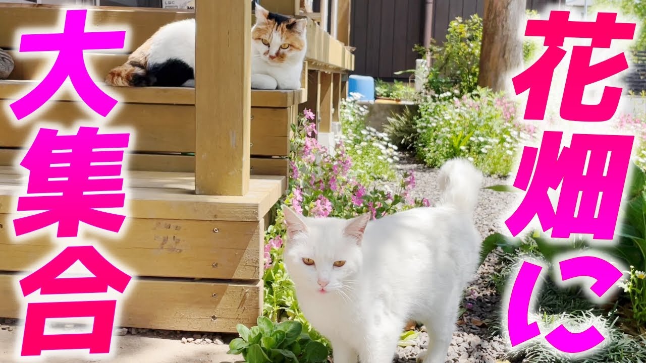 姫様すぎる庭子猫を中心に徐々に全員集合していく三毛猫家族…笑[猫と人間の家族]