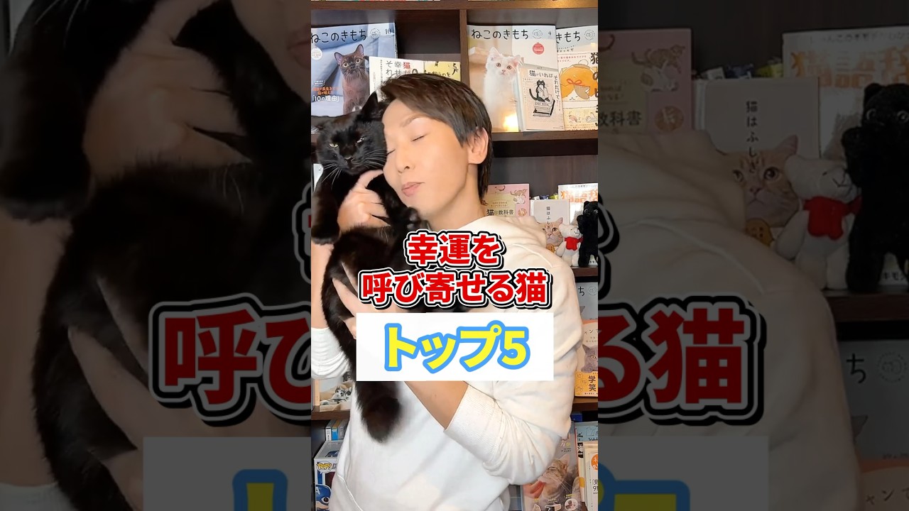 幸運を呼び寄せる猫トップ5