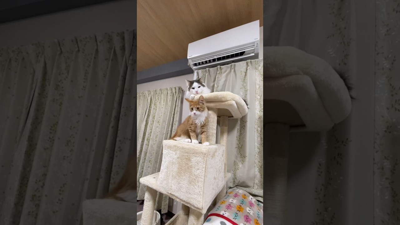キャットタワーテッペン争奪戦　#shorts  #メインクーン  #ノルウェージャンフォレストキャット  #子猫