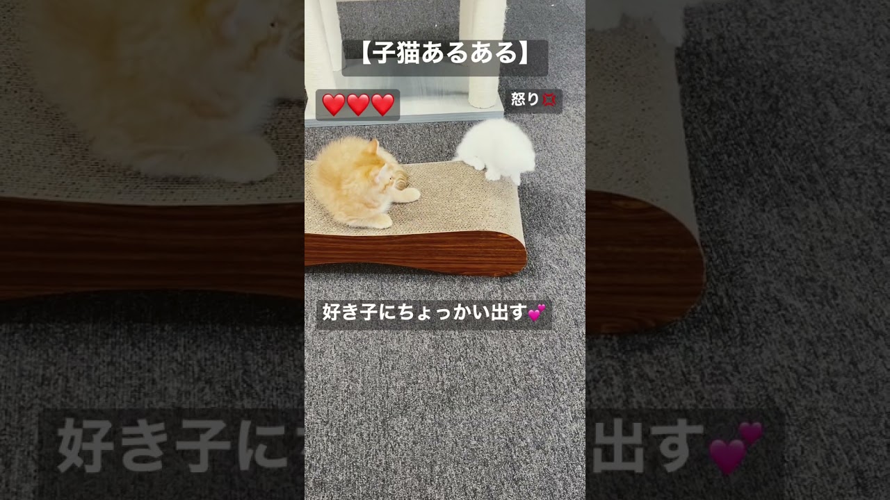 【子猫あるある】ちょっかいが原因😅💦 #スコティッシュフォールド  #猫動画 #ペット #癒し #shorts