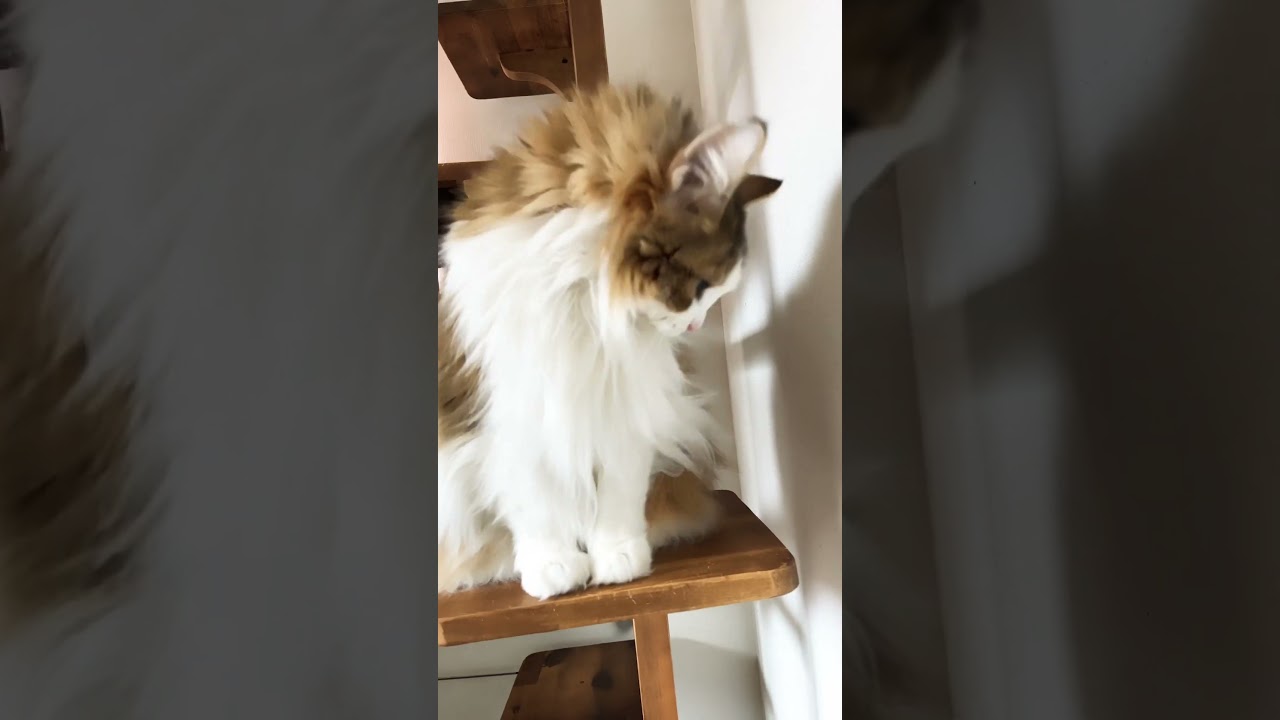 子猫のような13歳w #ノルウェージャンフォレストキャット #cats #cat #猫 #大型猫 #猫との暮らし #かわいい #かわいい猫 #猫動画 #ねこと暮らす