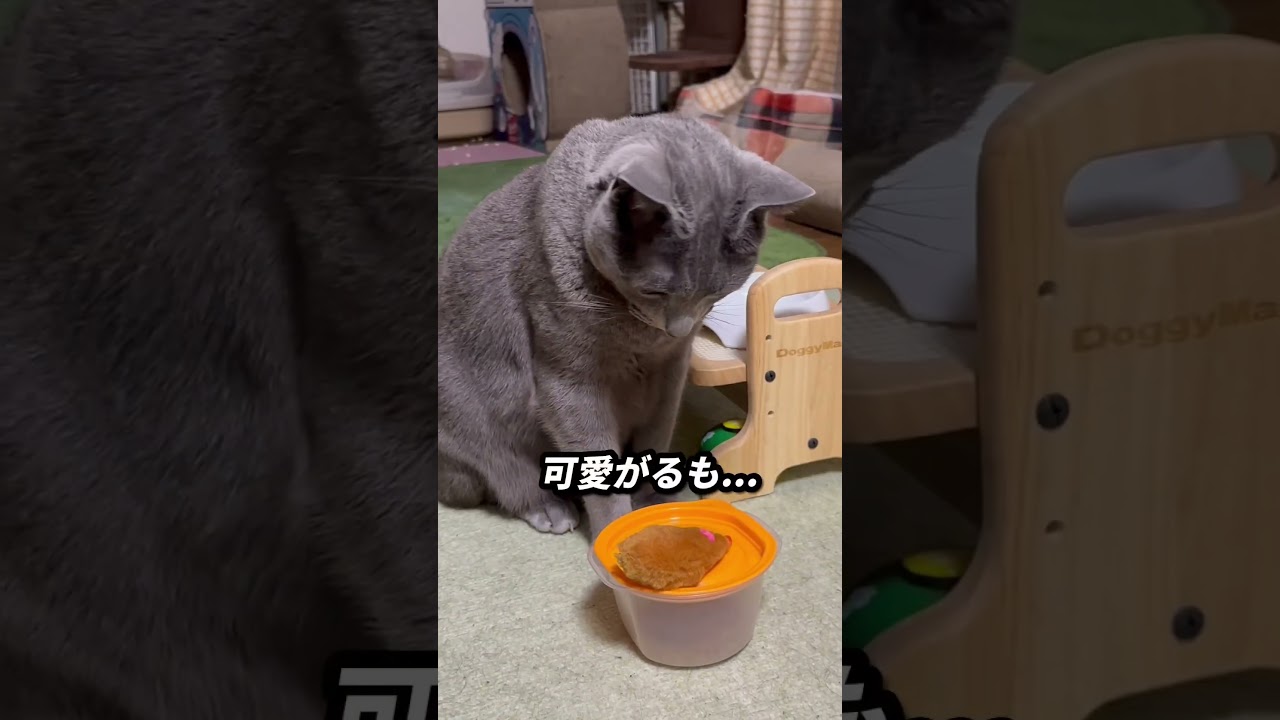 【ロシアンブルー】日曜日の朝...めろんはやっぱり食が優先🤭【猫】#shorts