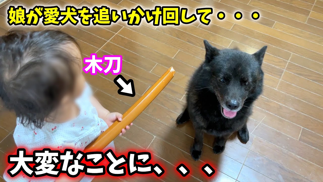 【保護者より保護者らしい犬】娘の衝撃行動に対する愛犬の行動がこちら