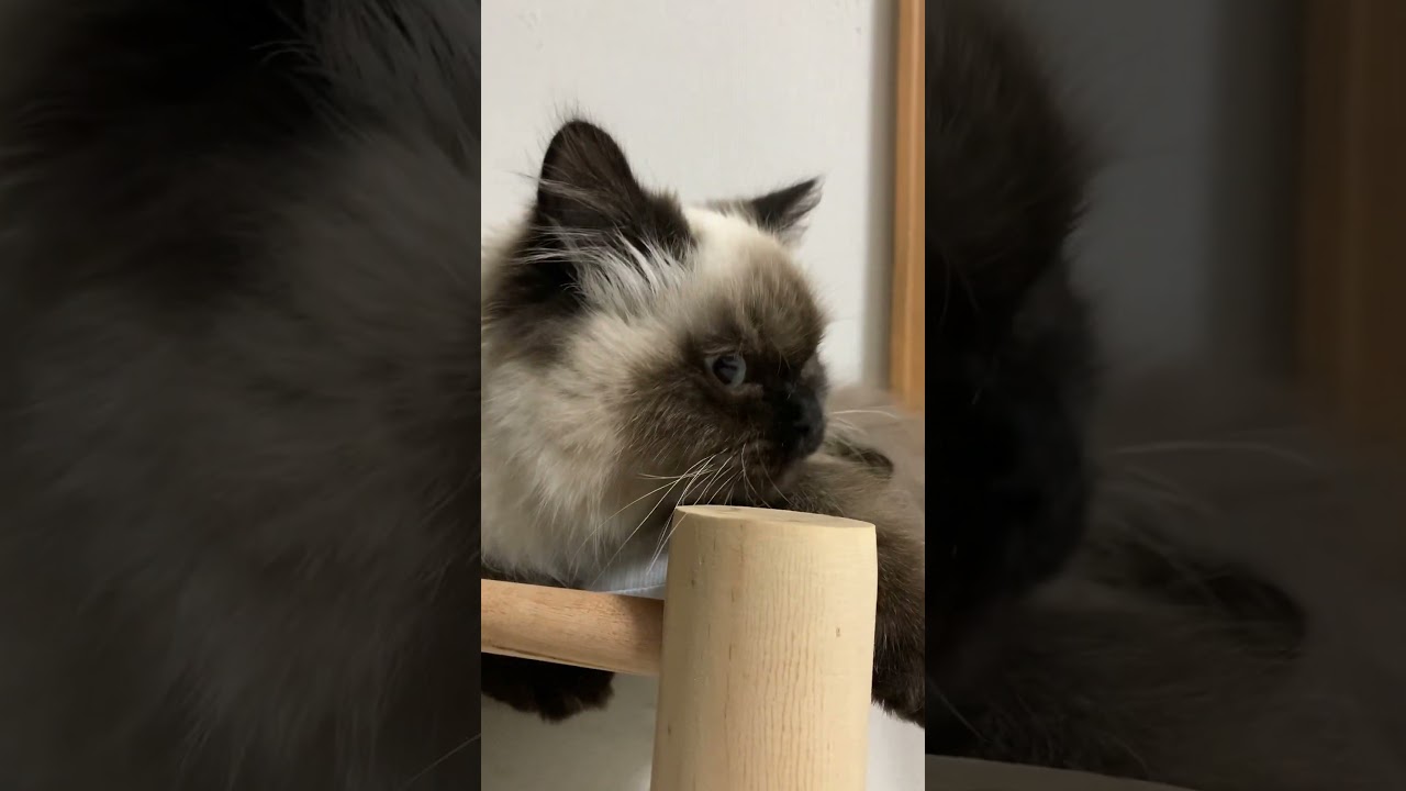 眠〜い #猫 #ヒマラヤン #shorts