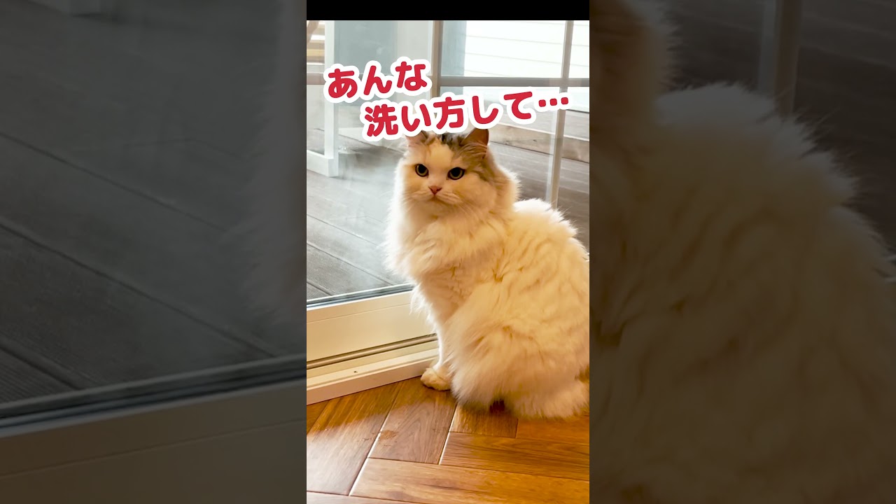 お気に入りのぬいぐるみを洗濯された猫 #Shorts