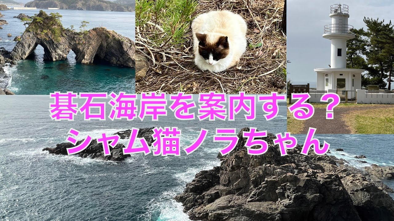 碁石海岸（岩手）を案内する？シャム猫 ノラちゃん。