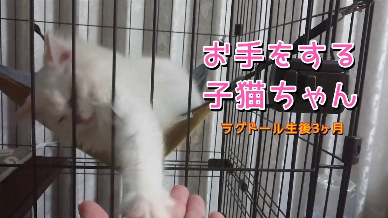 お手をする猫ちゃん【ラグドール】