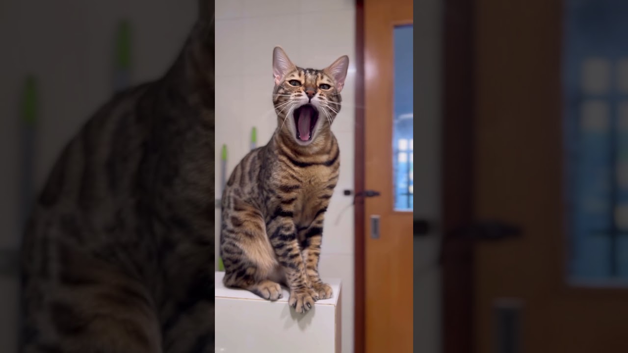 甘え方が可愛い猫【ベンガル猫】