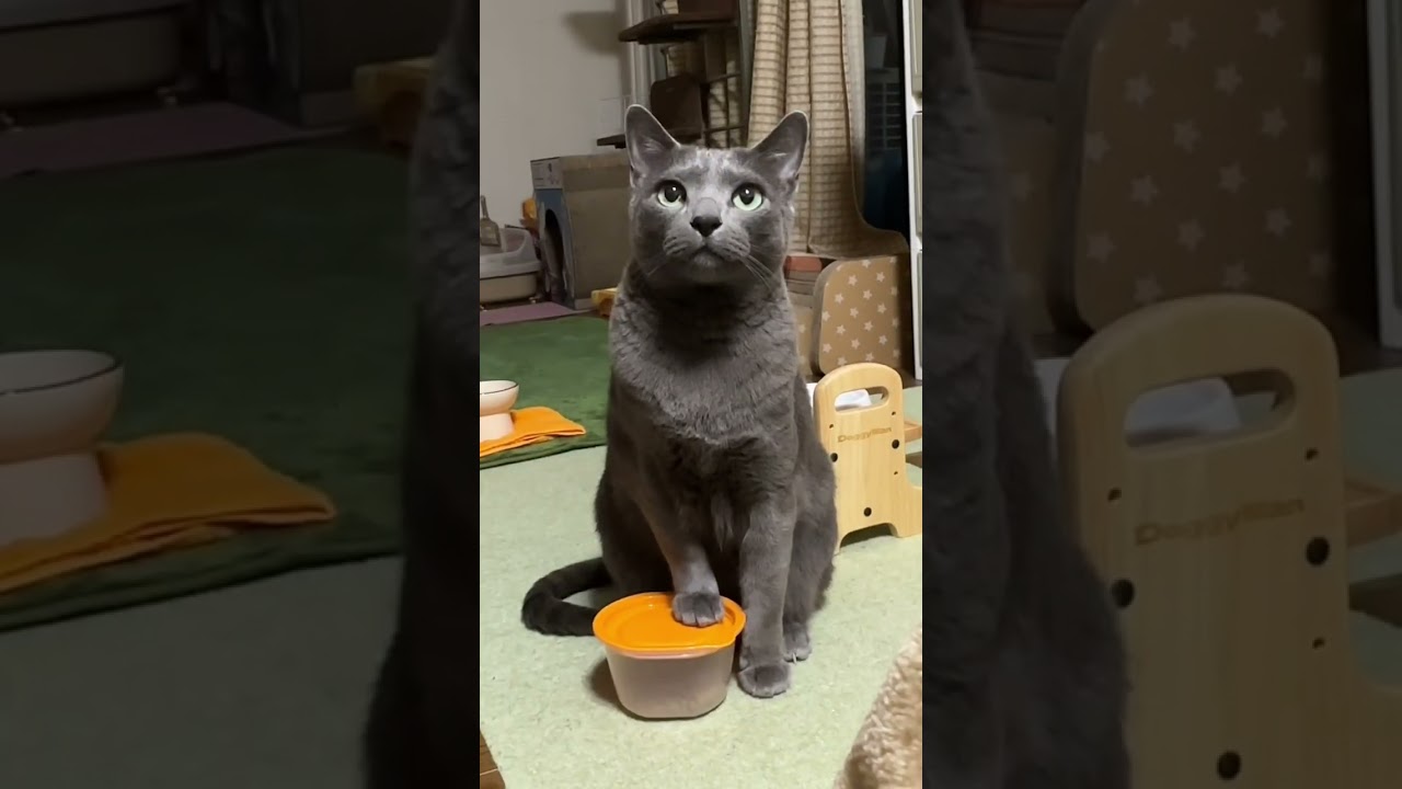 【ロシアンブルー】今朝のめろん、おねだり声いっぱい元気です😊【猫】#shorts