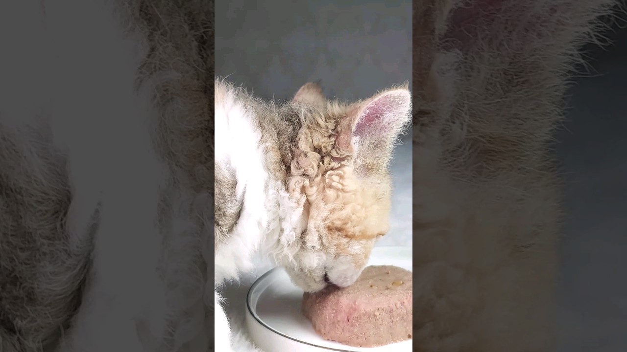 Cat ASMR - Selkirk Rex Kitten #catshorts