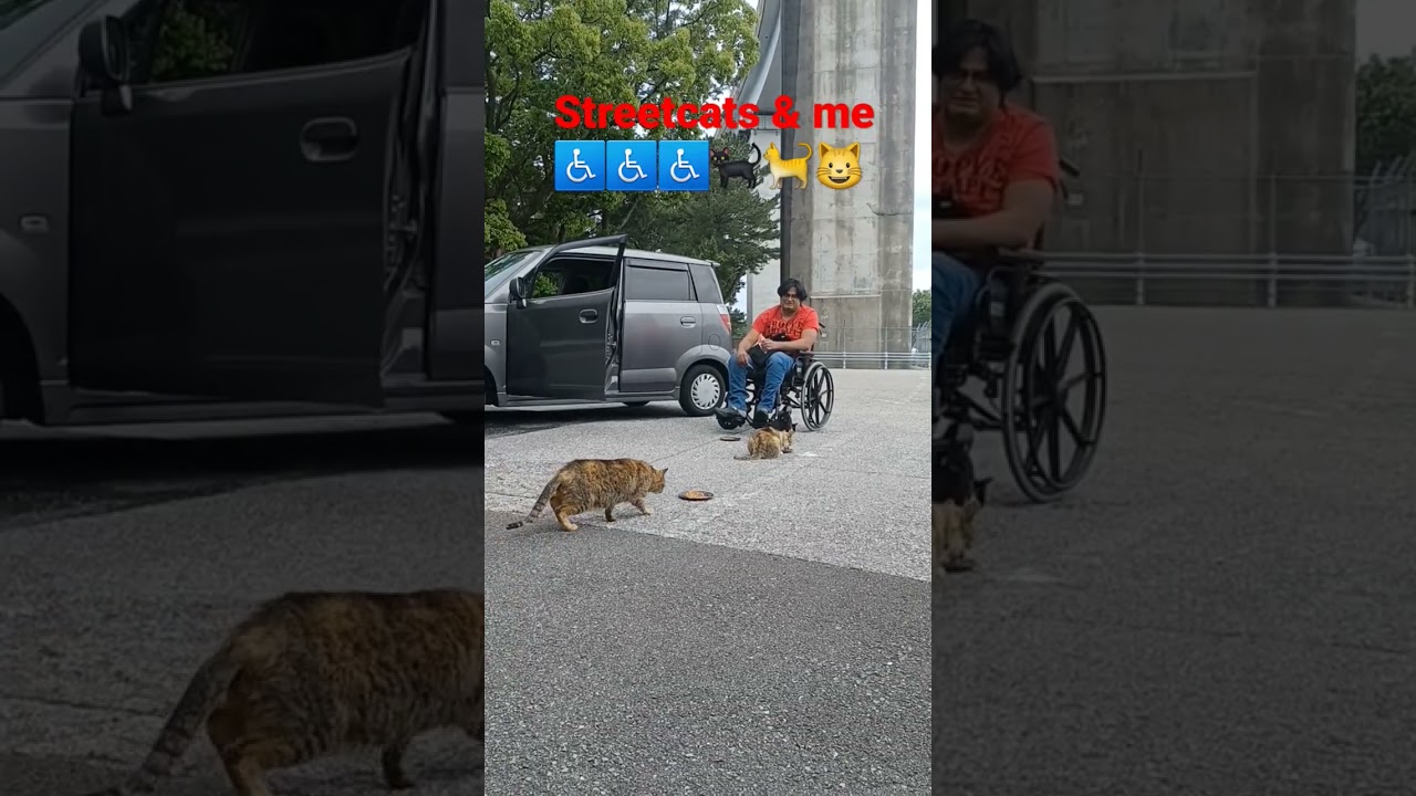 street cats & me in kochi Shi,japan #日本 #猫 #地域猫 #ねこ動画 #かわいい猫 #車椅子 #車椅子生活 #イージーモーション #india #shorts