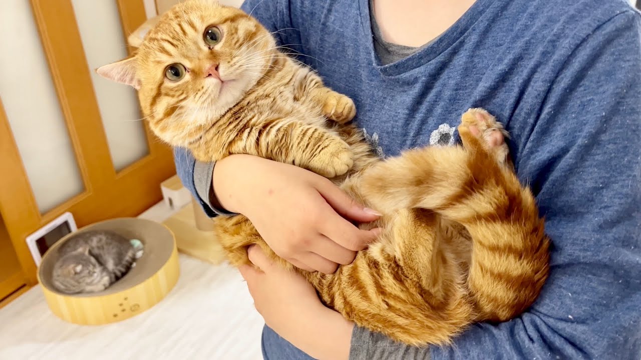 ねぇねにだっこされてほっこりしてるぽちゃくんと慌ててやってくるちゃーぼーがかわいくてたまらない！