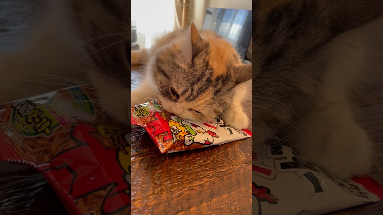 それ、人間のおやつ… #sorts #cat #子猫 #猫 #癒し #cutecat #cute #スコティッシュフォールド