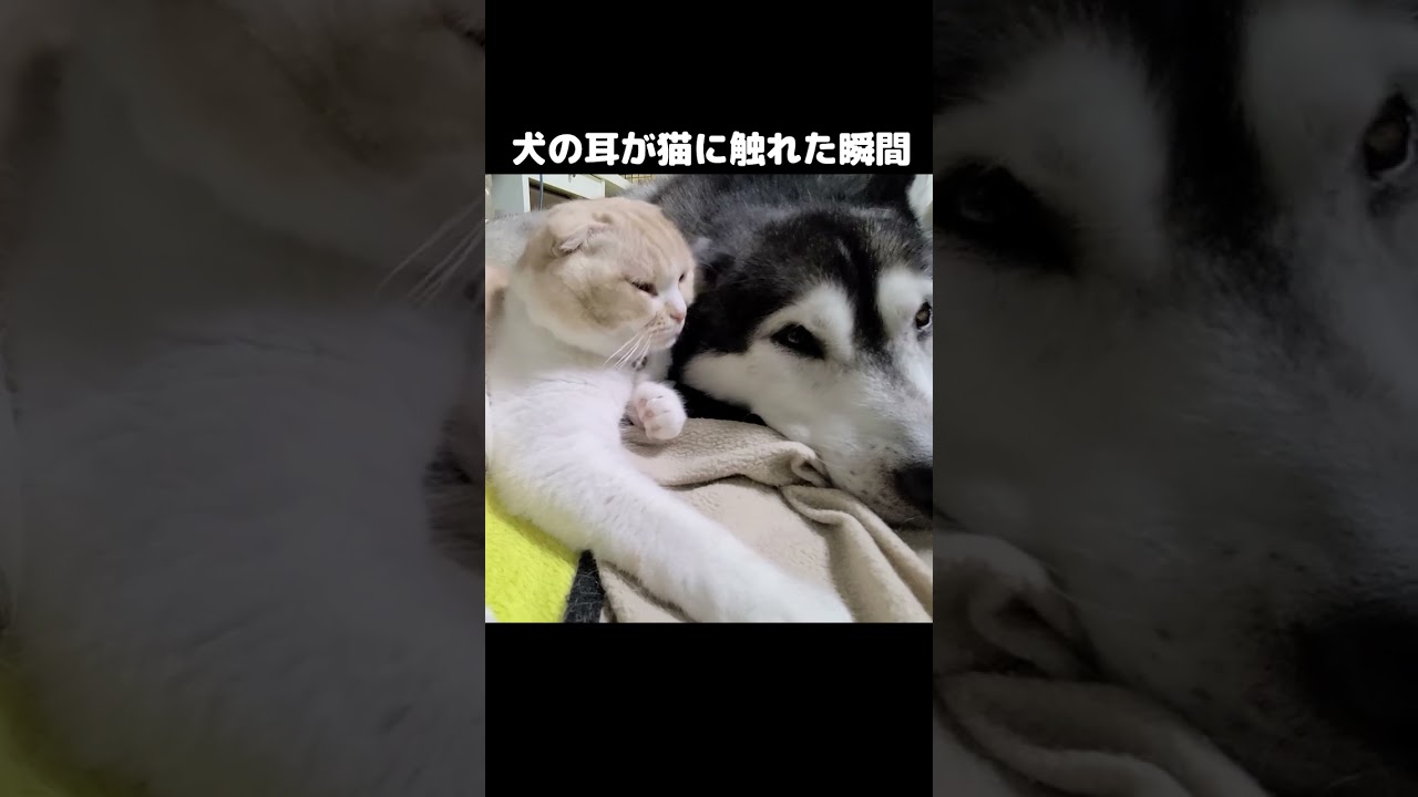 犬の耳が猫に触れた瞬間こうなる...#猫 #cat