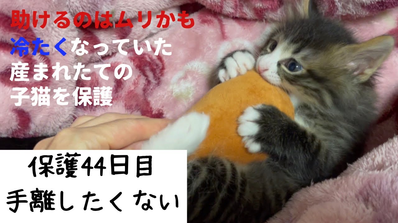 冷たくなっていた子猫の保護、44日目