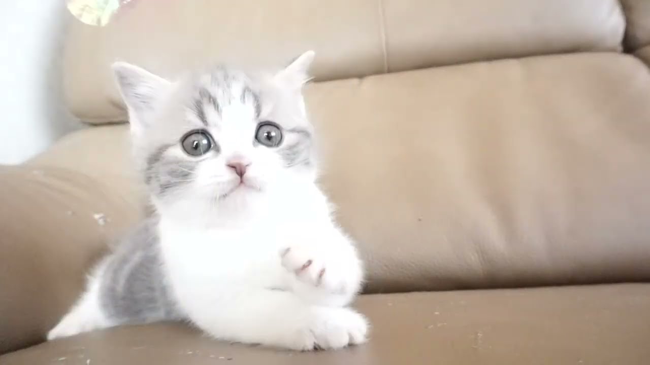 ブリティッシュショートヘアー子猫　British Shorthair　2023.2.12産まれ　ブルータビー&ホワイト　女の子　シーダキャット猫のお店