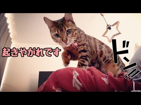 乗って起こす！激しめモーニングコールの女王猫さん