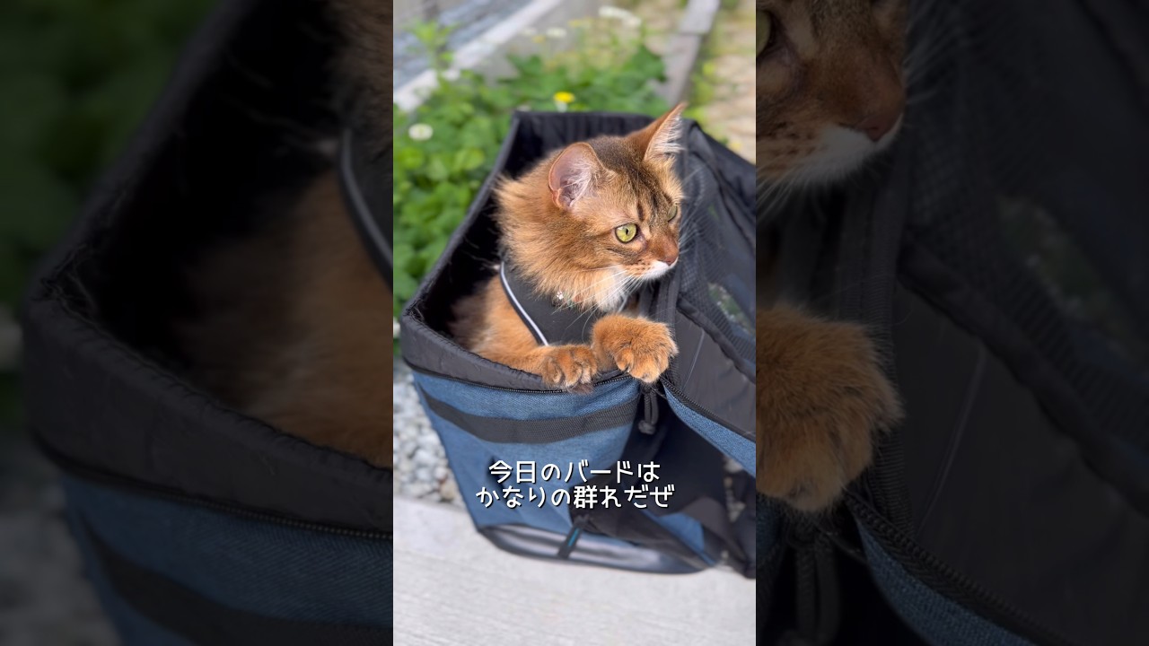 多頭飼いの日常／お庭でニャルソック