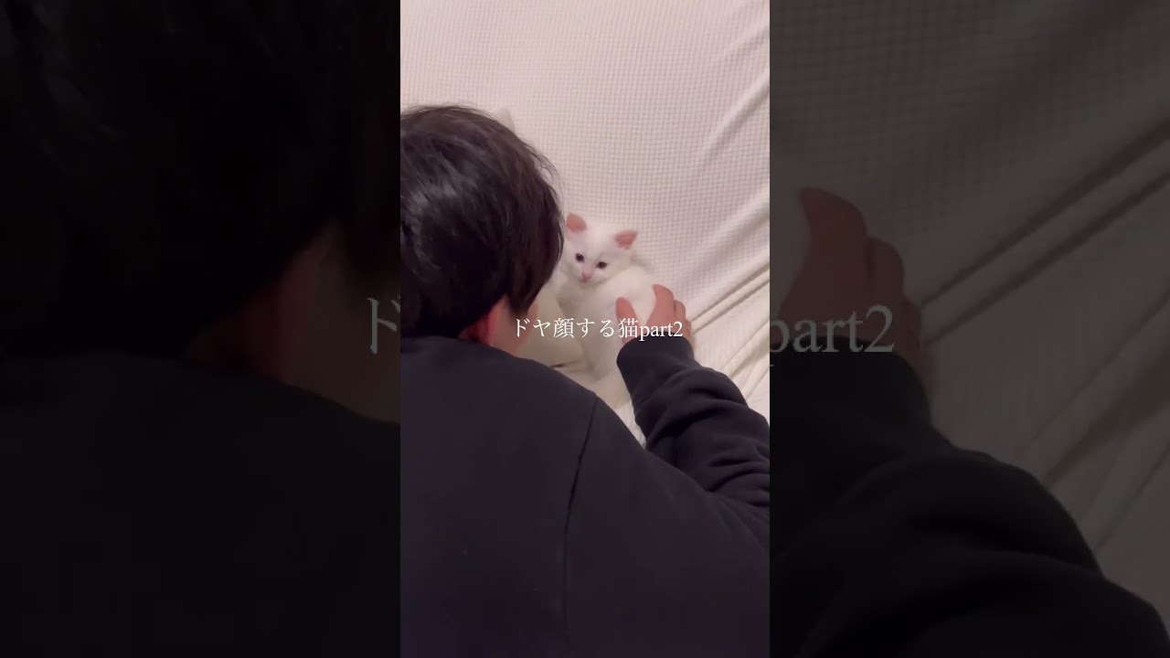 彼氏と仲良しな仔猫🥰#vlog #猫 #同棲 #ラグドール