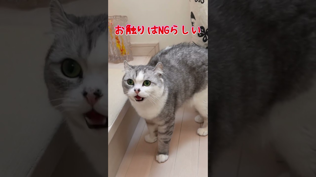 長男にだけは触れられたくない兄猫