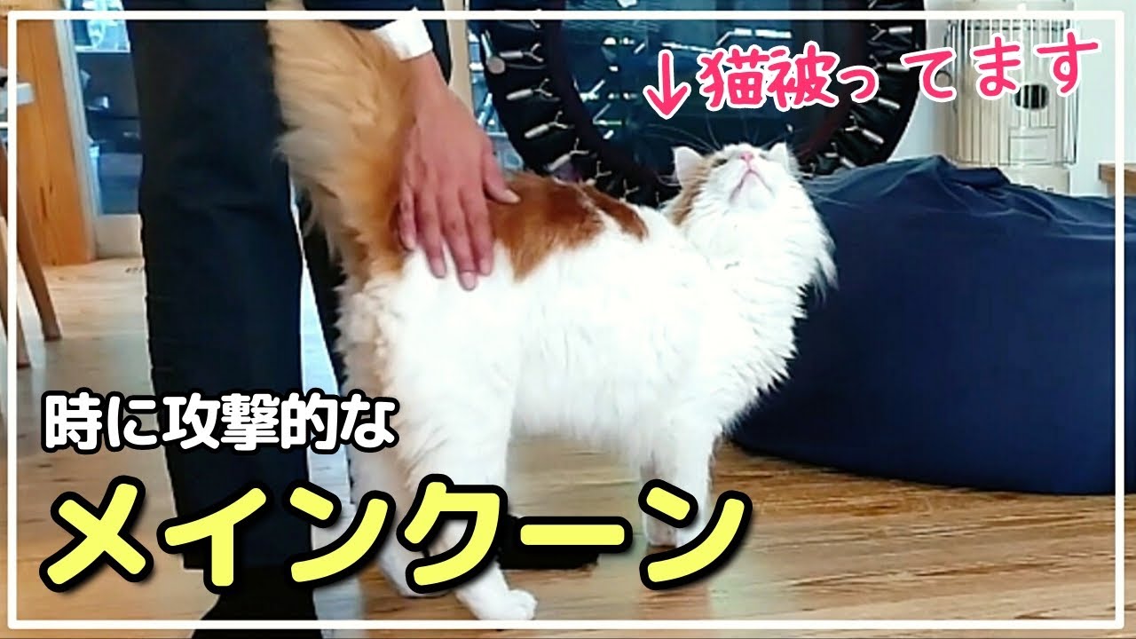 パパおかえり！の挨拶が攻撃的なメインクーン【大型猫の日常】
