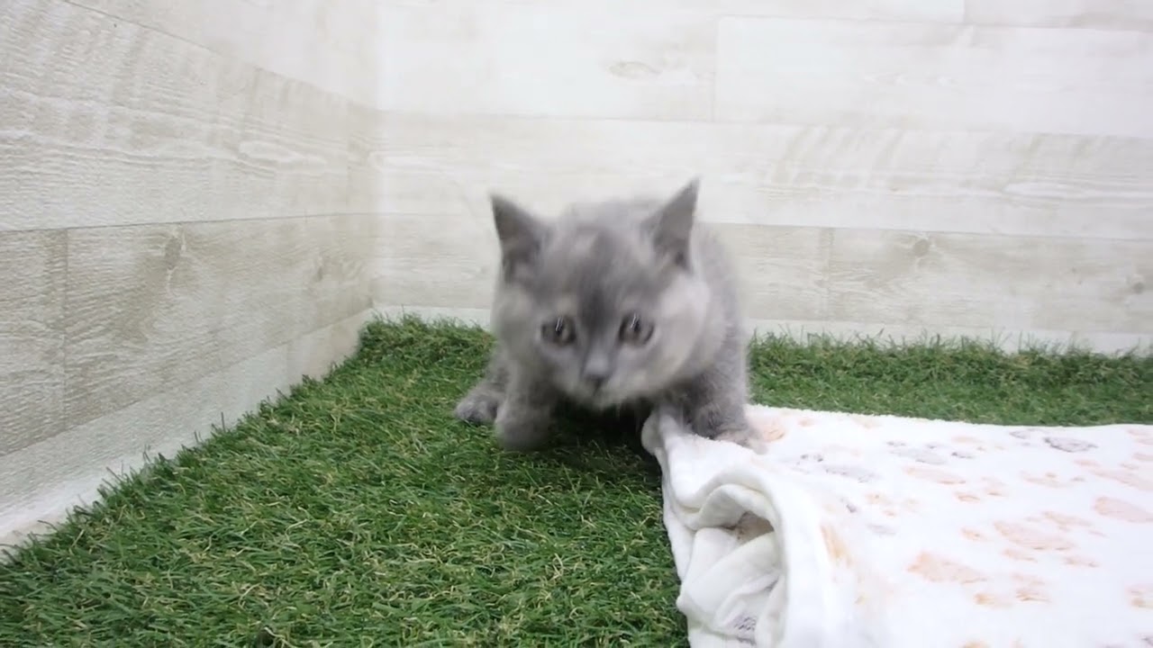 Coo&RIKU　No00626580 ブリティッシュショートヘアー