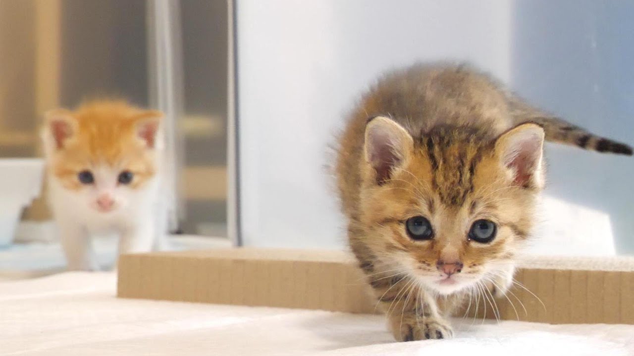 ふたりボッチの子猫がいい匂いに気づいたら競争しながらやってくる【赤ちゃん猫　保護猫】