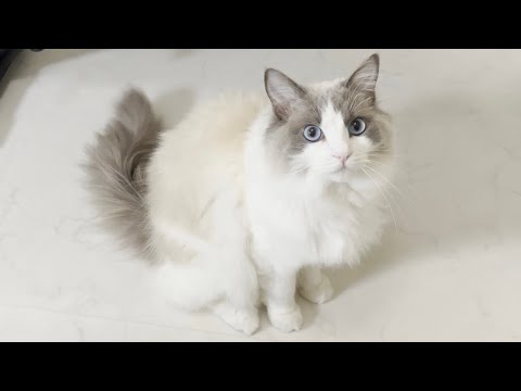 しゃっくりが止まらない飼い主にドン引きしまくるラグドール猫がかわいすぎたw