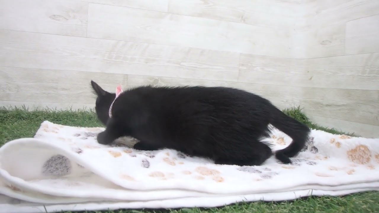 Coo&RIKU　No00631467 ボンベイ