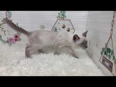 Coo&RIKU　No625651　トンキニーズ