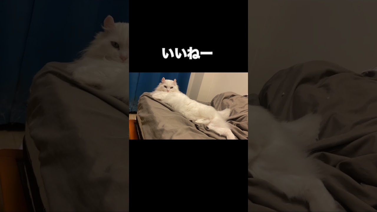セクシーな猫#shorts#short #アメリカンカール#猫#セクシー