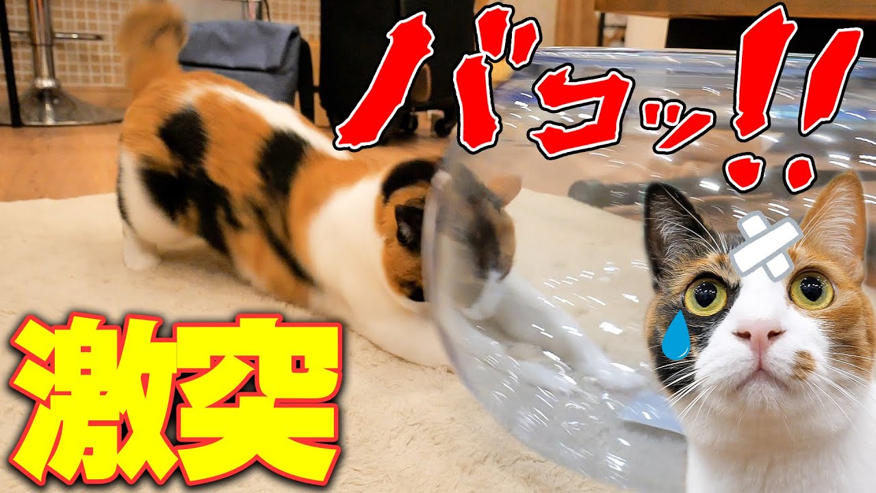 元気一杯のネコが頭から金魚鉢にぶつかって、とんでもない音がなってしまう……