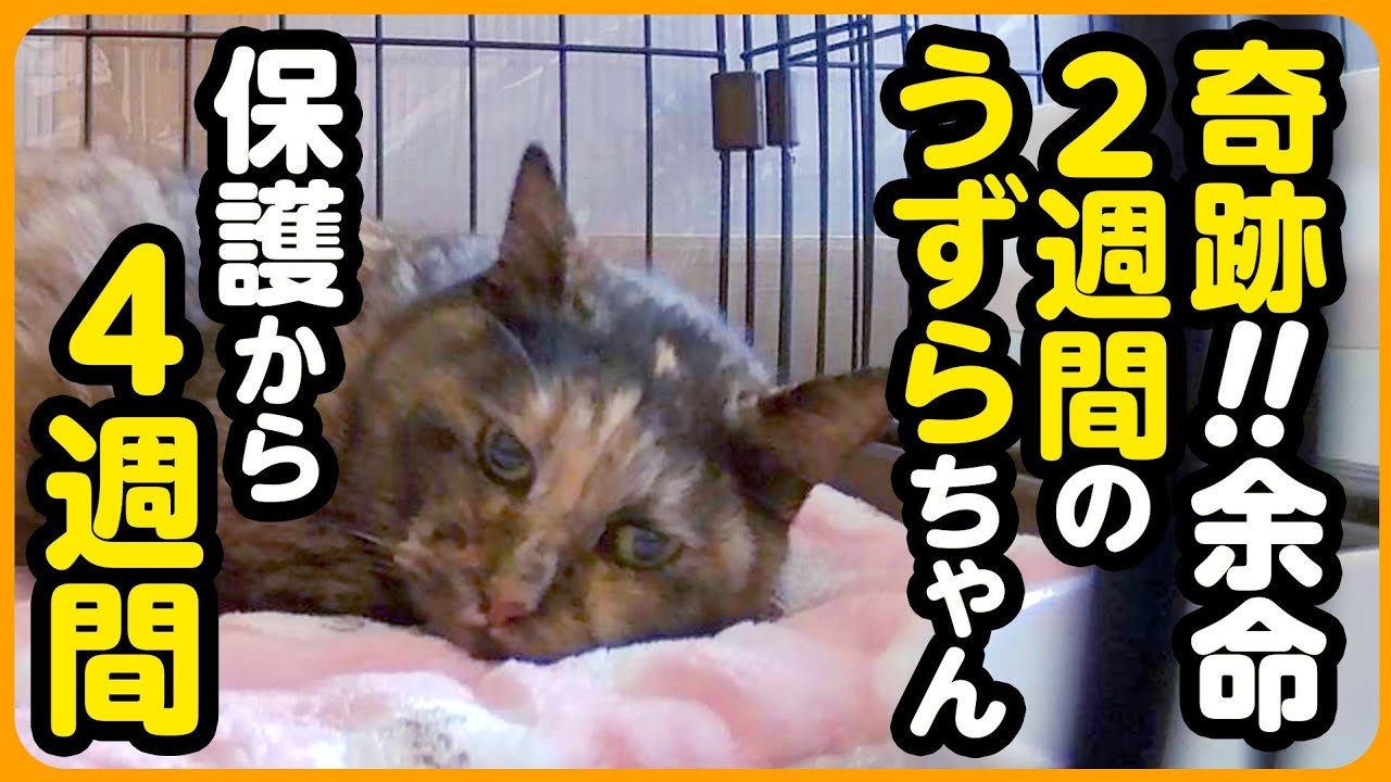 【余命2週間の猫さん】さらなる奇跡...！余命宣告から4週間のうずらちゃん