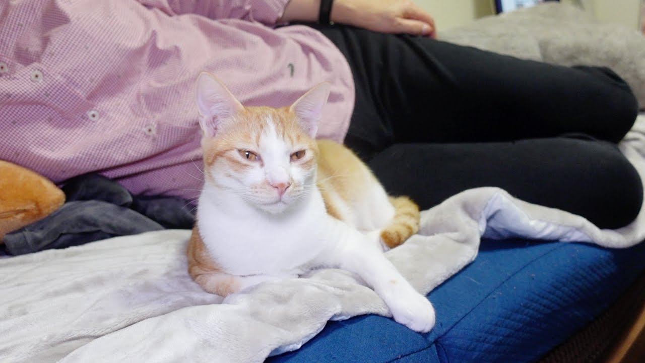 大好きなばーばの休日を独り占めする子猫…笑