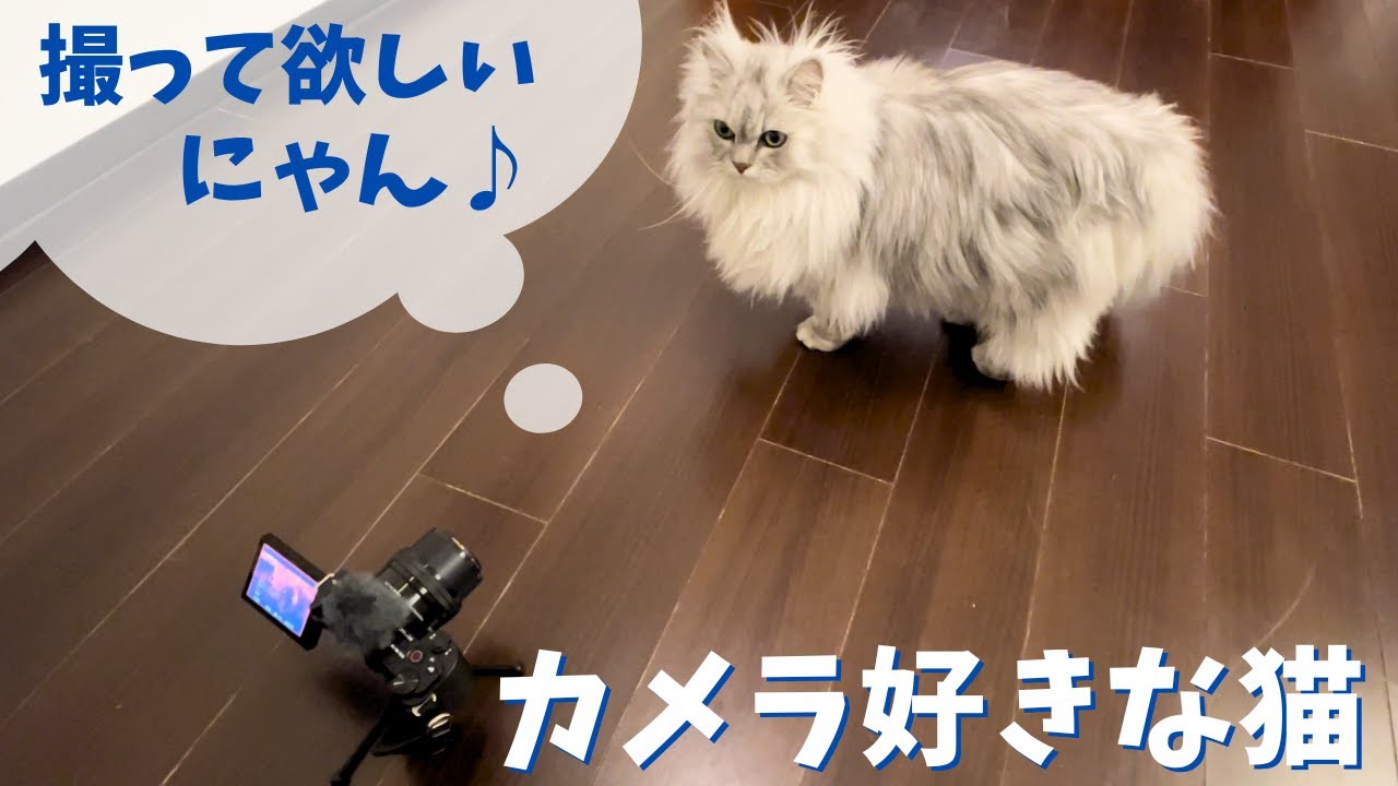 カメラ好きな猫｜ラガマフィンのラガさん