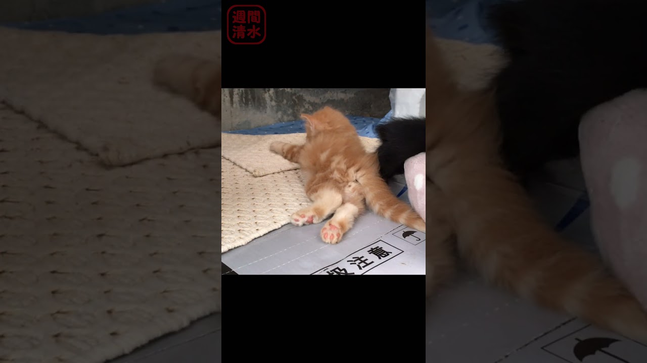 うつ伏せで寝る茶トラの子猫 #shorts Cute kitten sleeping. 保護猫 可愛い 黒猫の子猫