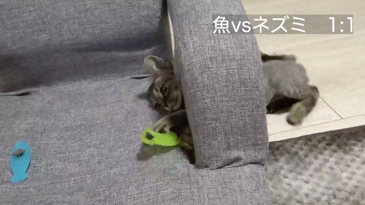 デボンレックス子猫はネズミがお好き？(Which does Devon Rex kitten like better, fish or mouse?)