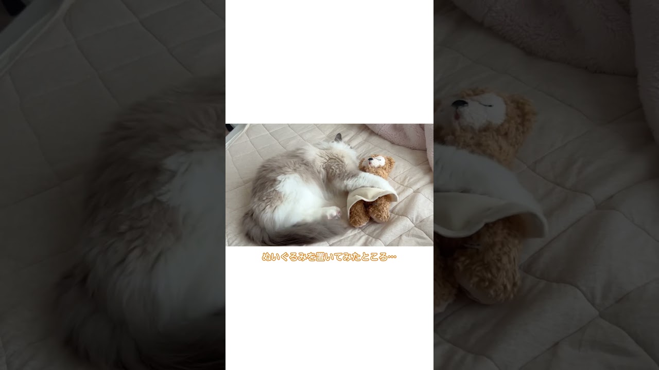 【癒し】ラグドール×ぬいぐるみ#猫 #ラグドール #cat #猫のいる暮らし #ragdoll #ハチワレ #ネコ #shorts