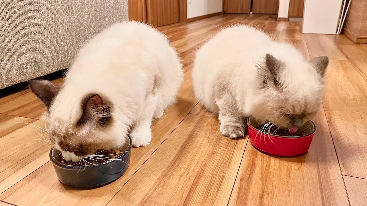 【猫動画】ラグドールとヒマラヤン兄弟のもぐもぐお食事タイムがかわいすぎた