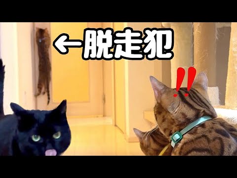 雄猫トリオ＋黒猫が玄関脱走やら大運動やら大暴れしてます