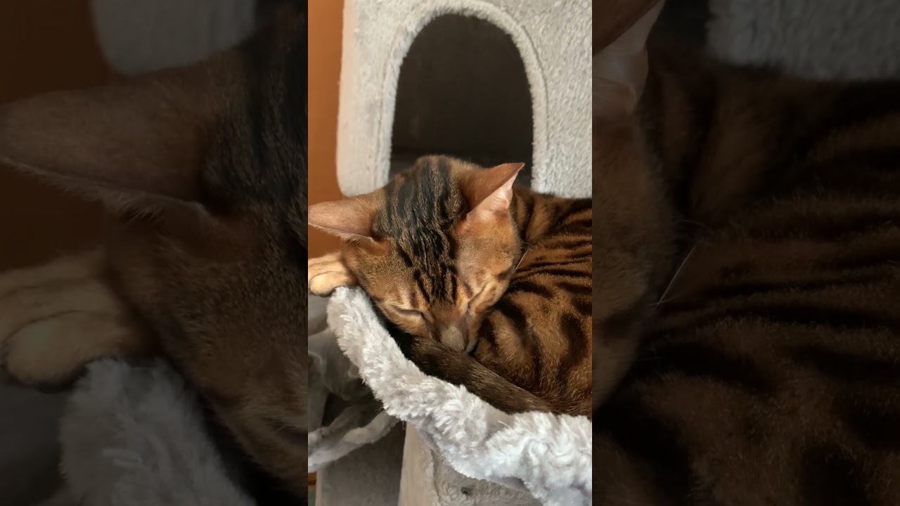 【猫】今日の猫たち4月30日【ロシアンブルー・ベンガル】