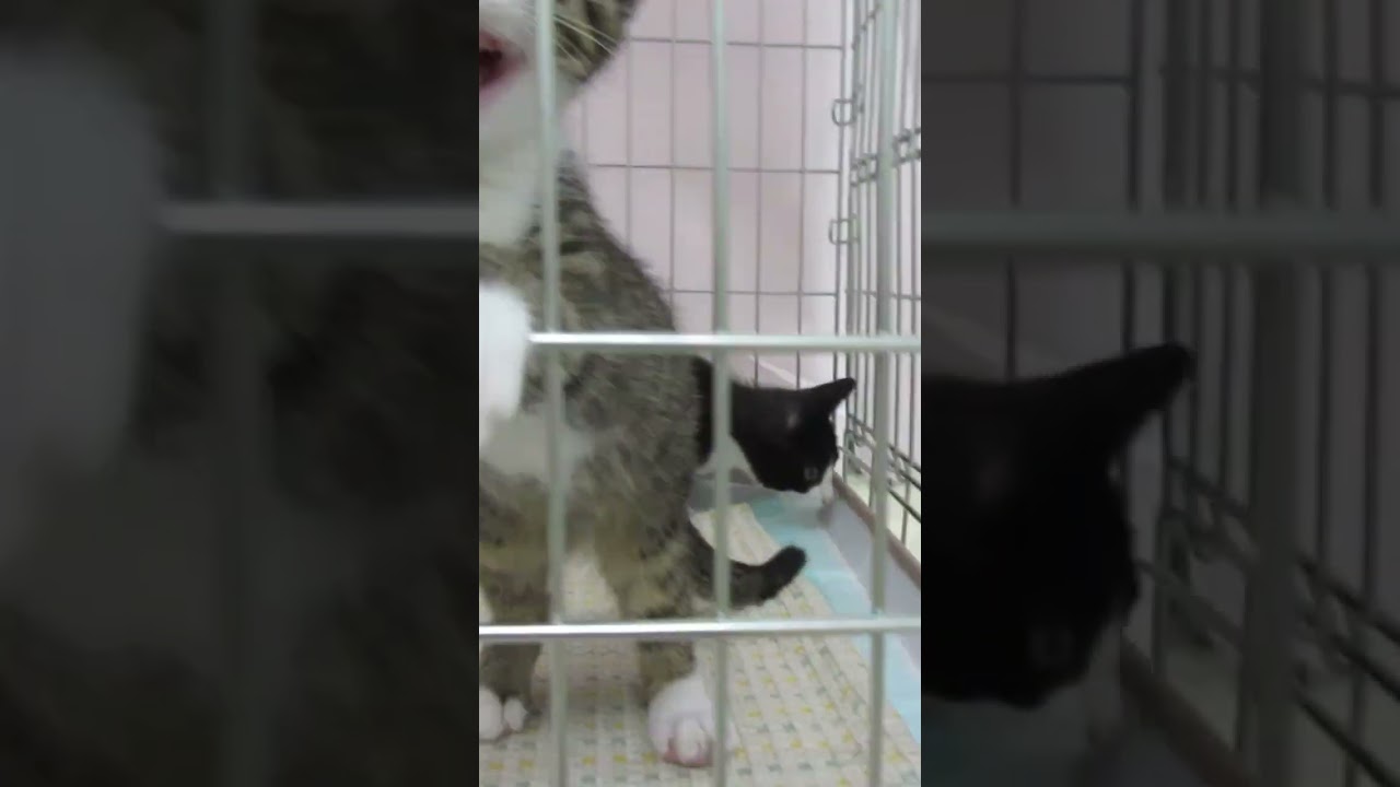 子猫がケージから出せと大騒ぎした後の顔がさらに笑える【第2弾】